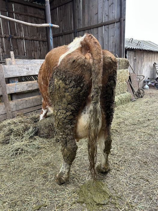 Vand Vaca buna de lapte!!