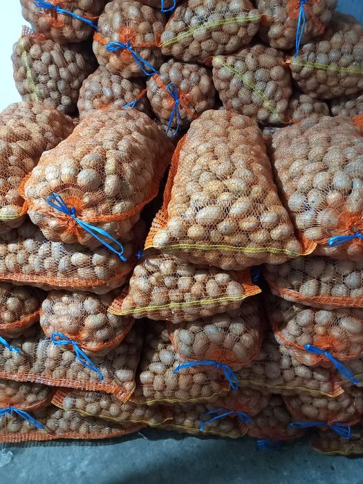 Cartofi de sămânță