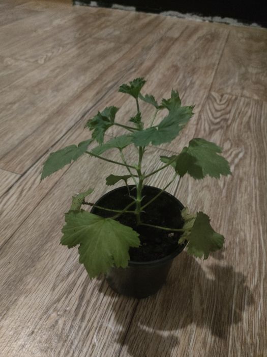 Продам комнатные цветы герань