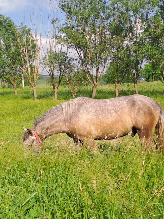 Vand cal in varsta de 3 ani