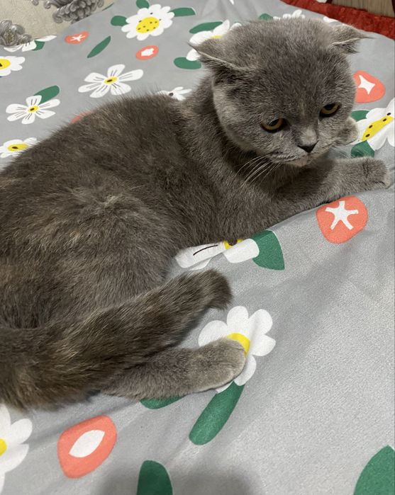 Skotish fold yaxsh boqilgan