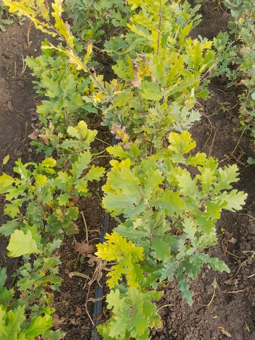 Puieti de stejar și glădiță