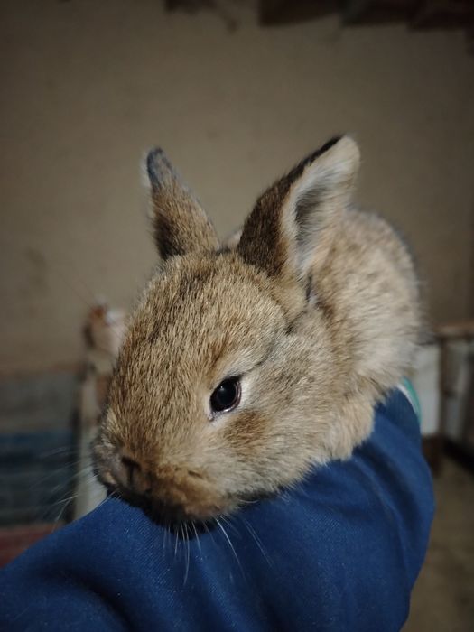 Quyon bolalari sotiladi 40 000