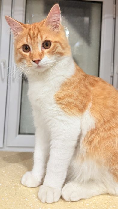 Отдаем бесплатно кошку в добрые руки