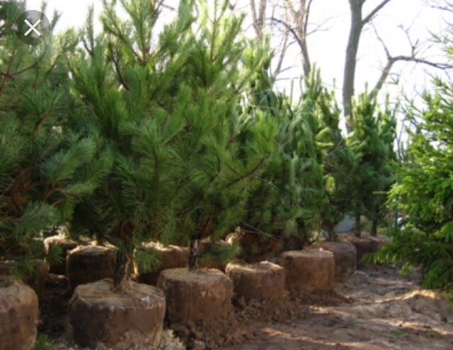 Саженцы сосны Астана