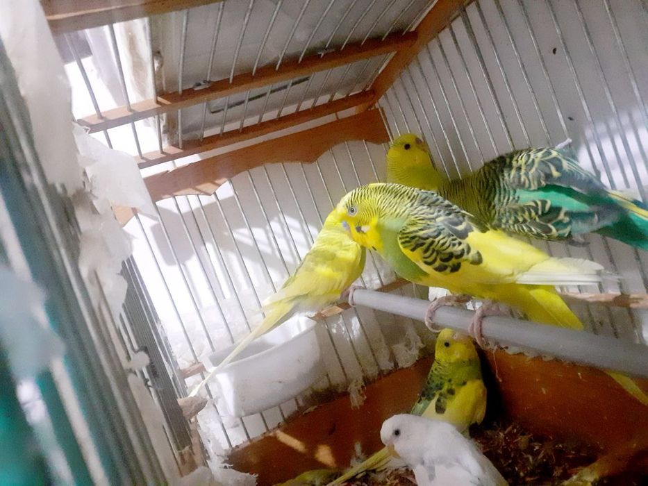 Канарейка попугай сотилади оптом арзон срочно