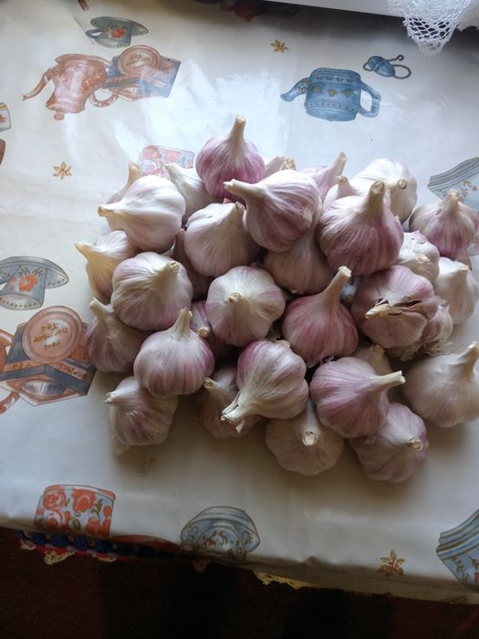 Чеснок домашний не дорого