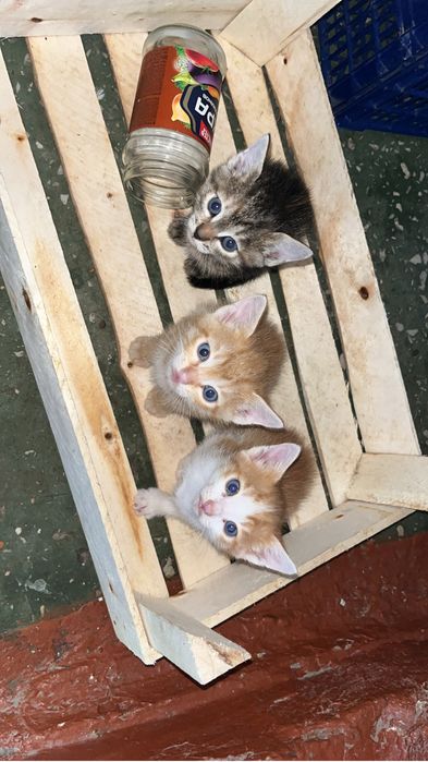 Котята маленькие