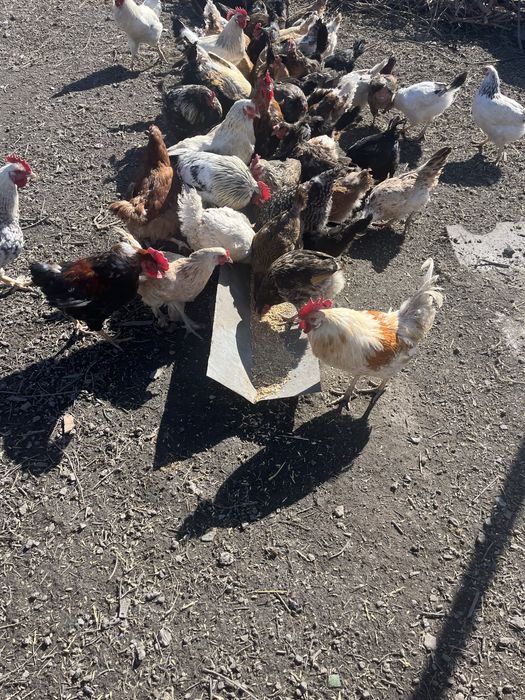 Продам молодых петухов