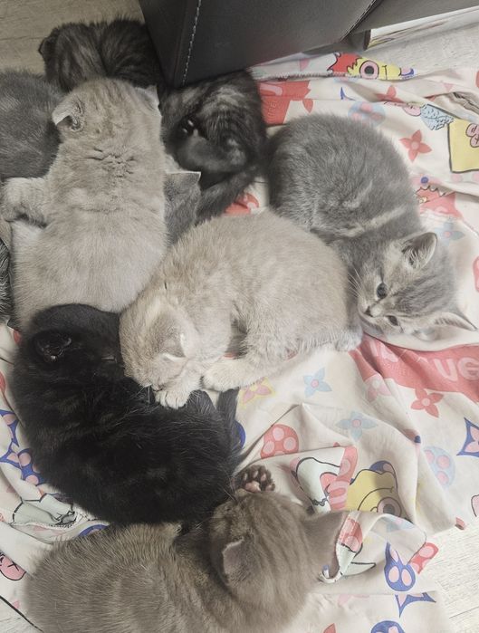 продам котят шатландцы