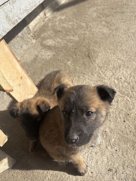 Немецкая овчарка метис с дворняжкой