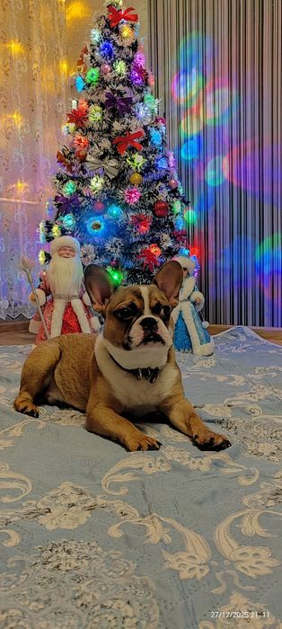 Продам фронцузкого бульдожку