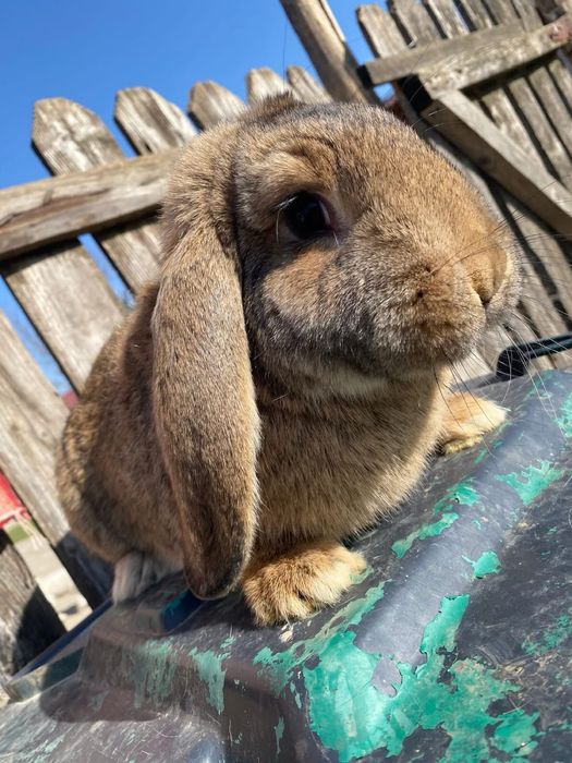 Berbec german,femele