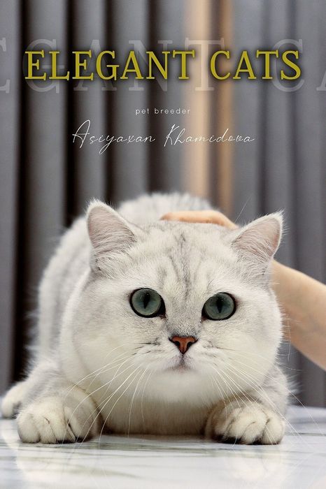 БРИТАНСКИЙ шиншилла!