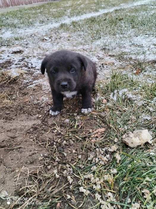 Бесплатно в добрые руки