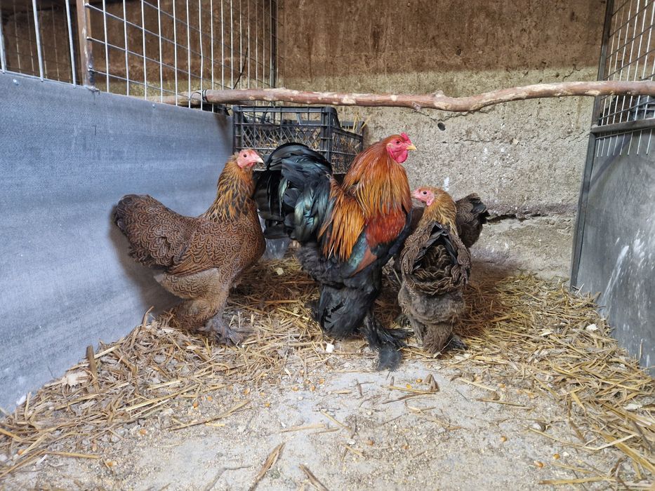 Oua incubat brahma pitic