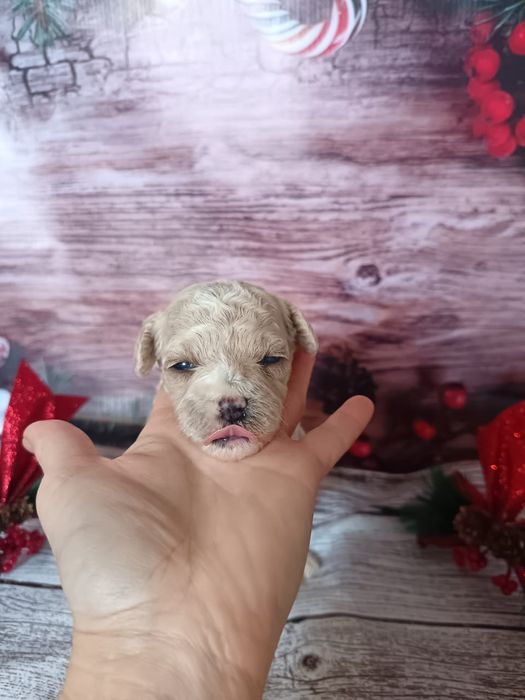 Славные малыши Мальтипу