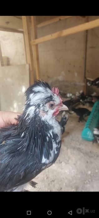 Япон тройка жожалар 4 ойлик дамашний