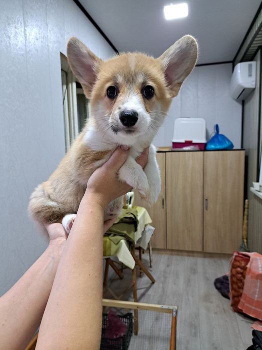 Здравствуйте продаются шикарные щенки Корги вельш Пемброк