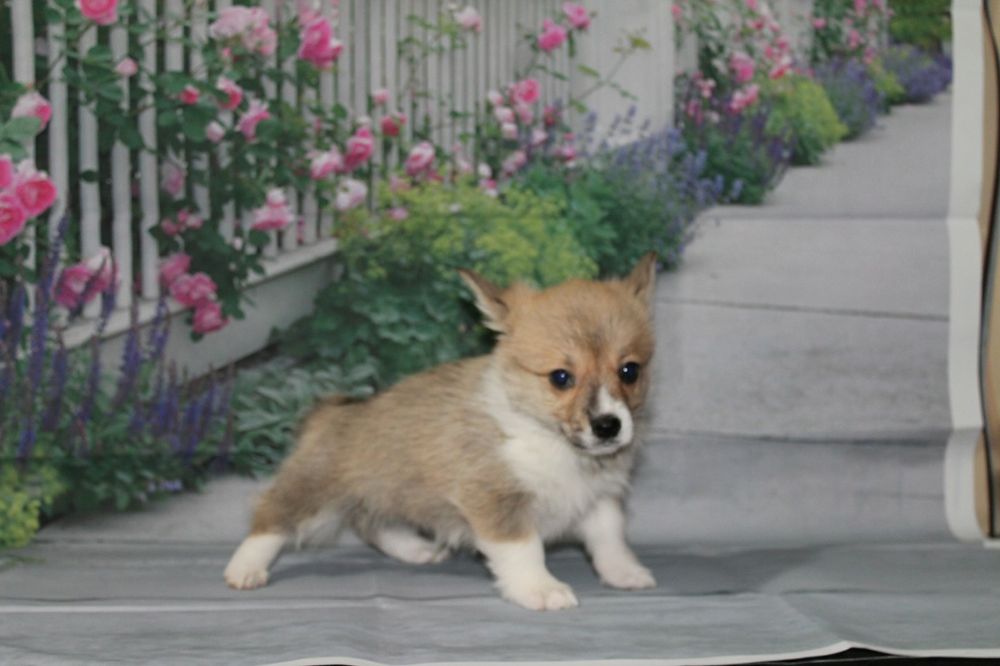 Продам щенков вельш корги пемброк