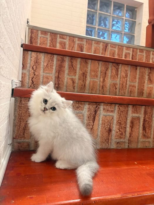 British longhair silver chinchilla