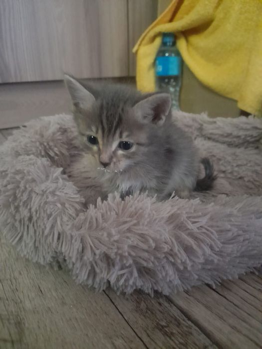 Отдам маленьких котят