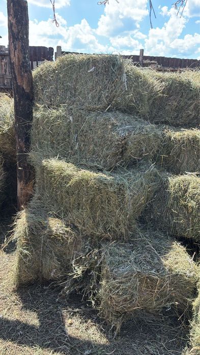Продам сено тюкованное