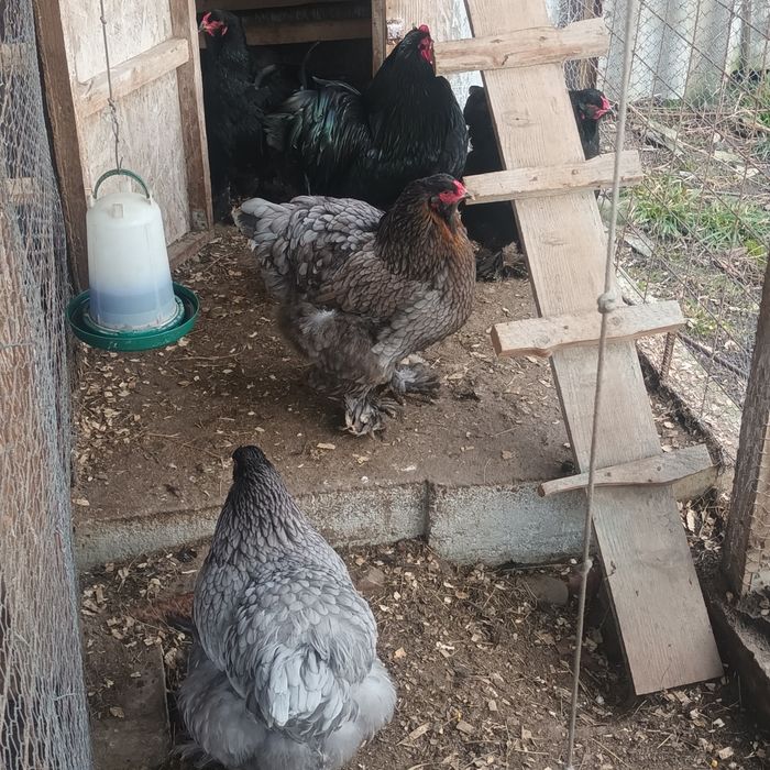 Familii Cochin galben uriaș și Brahma negru și albastru