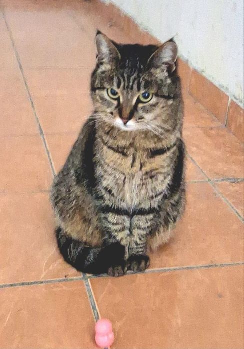 Пристраивается кошка в добрые руки