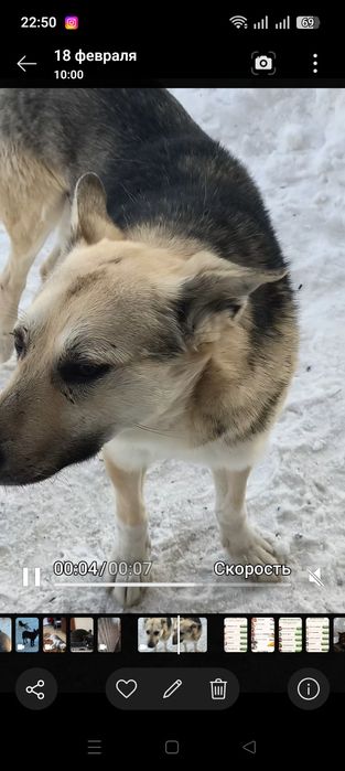 Отдам в хорошие руки
