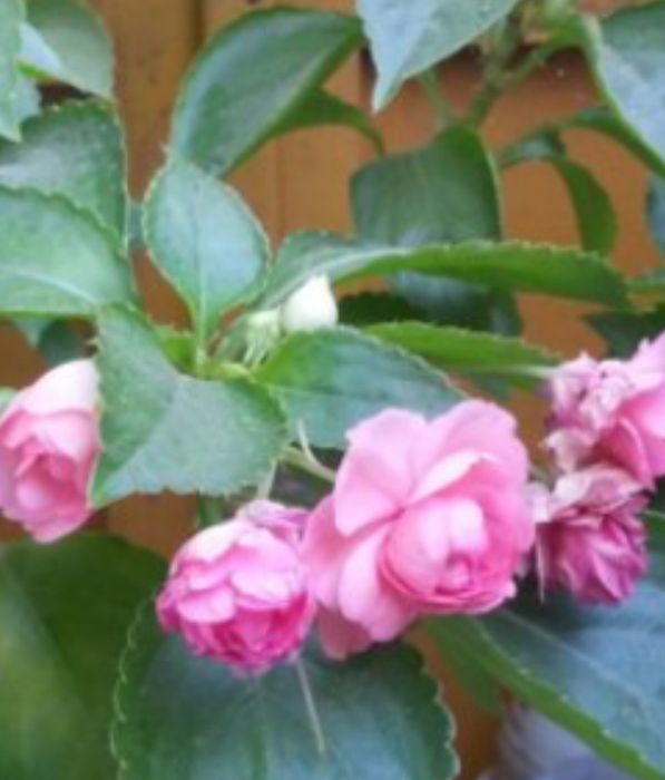 Цветы гиацинты, фиалки