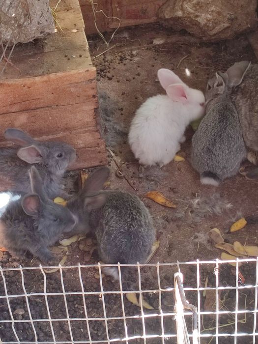 Кролики 2 месяц 2500 т