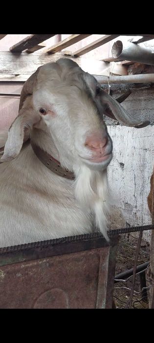 Козел англонубиец