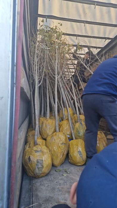 Липа,ива,тополь,сосна,ель,рябина,карагч,клен