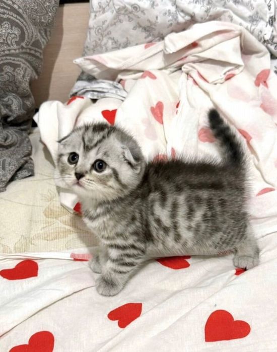 Шотландские вислоушки