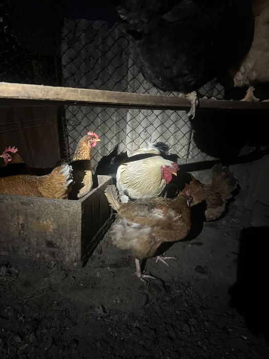 Продаются куры крупные