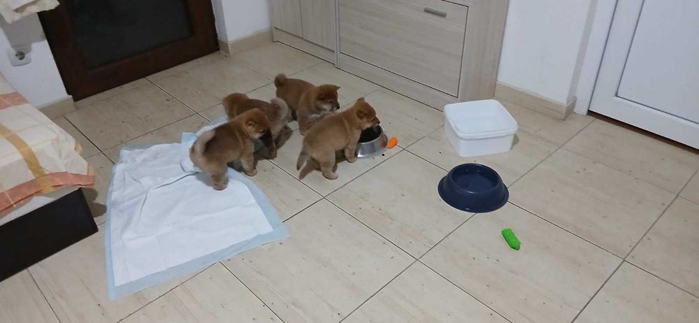 Кученца Шиба ину