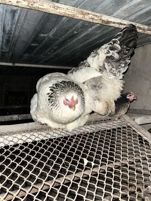 Брама и павлины куры