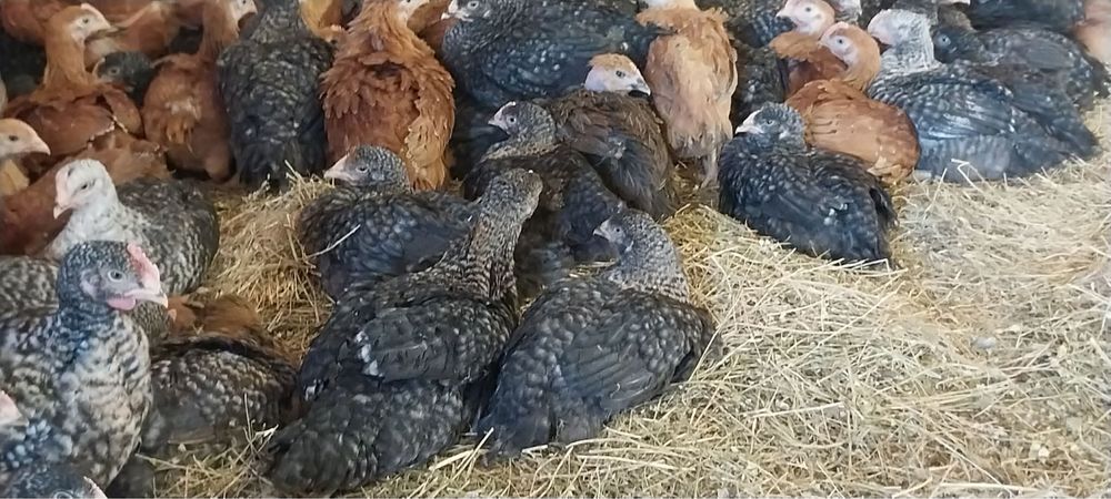 Pui rosii si porumbaci