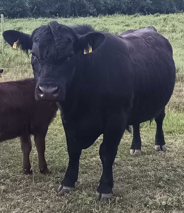 Tăurași Aberdeen Angus 22 luni