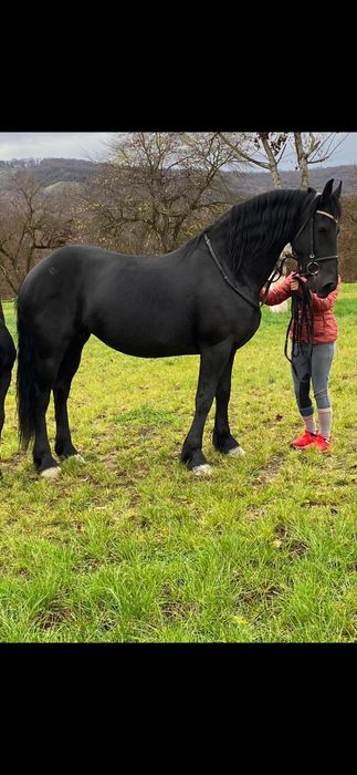 Disponibila Manza Friziana