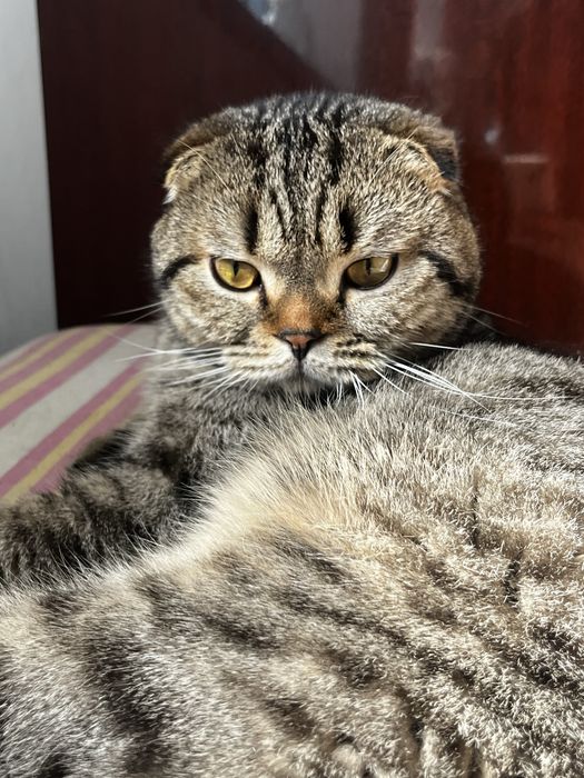 Вязка кота кот ищет девочку