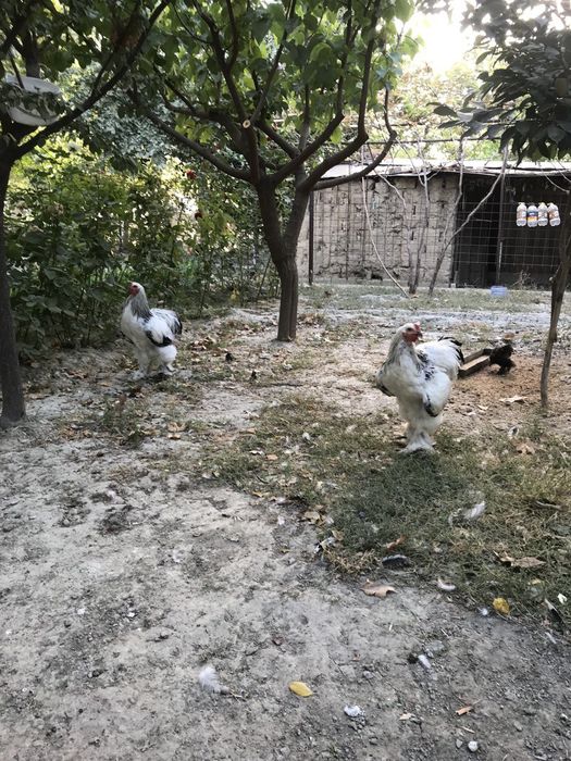 Svetli Brama jujalari