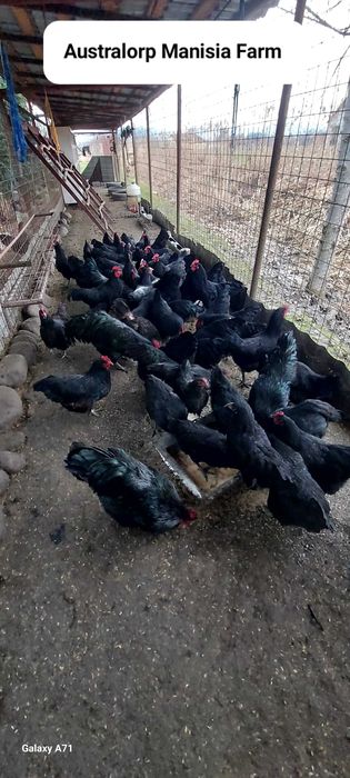 Oua Australorp negru