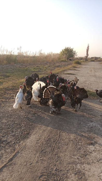 Kurkala sotiladi ozimiz boqqanmiza