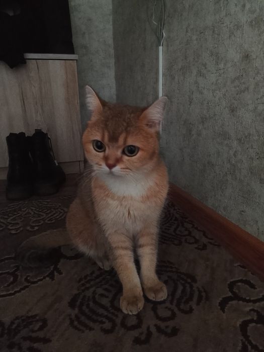 бесплатно отдам котенка