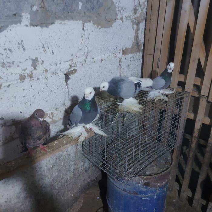 Маздоки 3пара 6штук