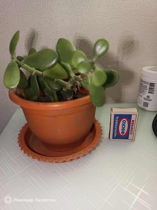 Домашние растения живое дерево