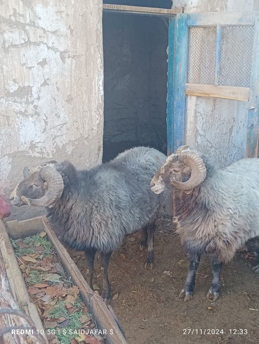 arabi qo'chqorlar sotiladi