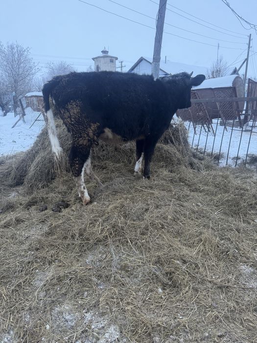 Продаются телочки